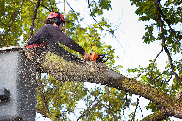 How Our Tree Care Process Works  in  Walkersville, MD