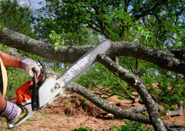 Best Hazardous Tree Removal  in Walkersville, MD